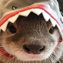 Profile image for kyleleighton