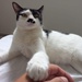 Profile image for claudiosc01