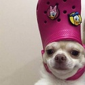 Profile image for pitenabira