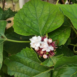 Profile image for IE Dsy