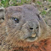 Profile image for noahvoroney