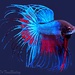 Profile image for raskell619