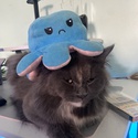 Profile image for Shaden