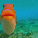 Profile image for bigfishtheory