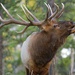 Profile image for theelkshs