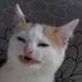 Profile image for Othomas