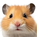 Profile image for Brave_Hamster