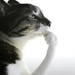 Profile image for user-1172911