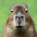 Profile image for junnu