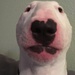Profile image for david1a