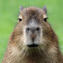 Profile image for Junnu