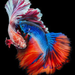 Profile image for ashram