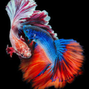 Profile image for Ashram