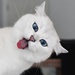 Profile image for jonameow