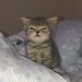 Profile image for raffaello_ferrario