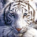 Profile image for kai1477